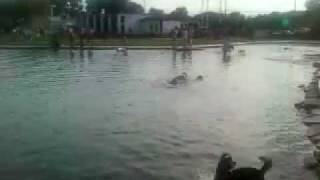 St. Bernard & Husky Mix First time @ Wags Park