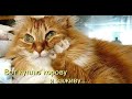 Приколы с котами| Добрый позитив| Видео про котов| Кошки|Про Животных|Создай себе хорошее настроение