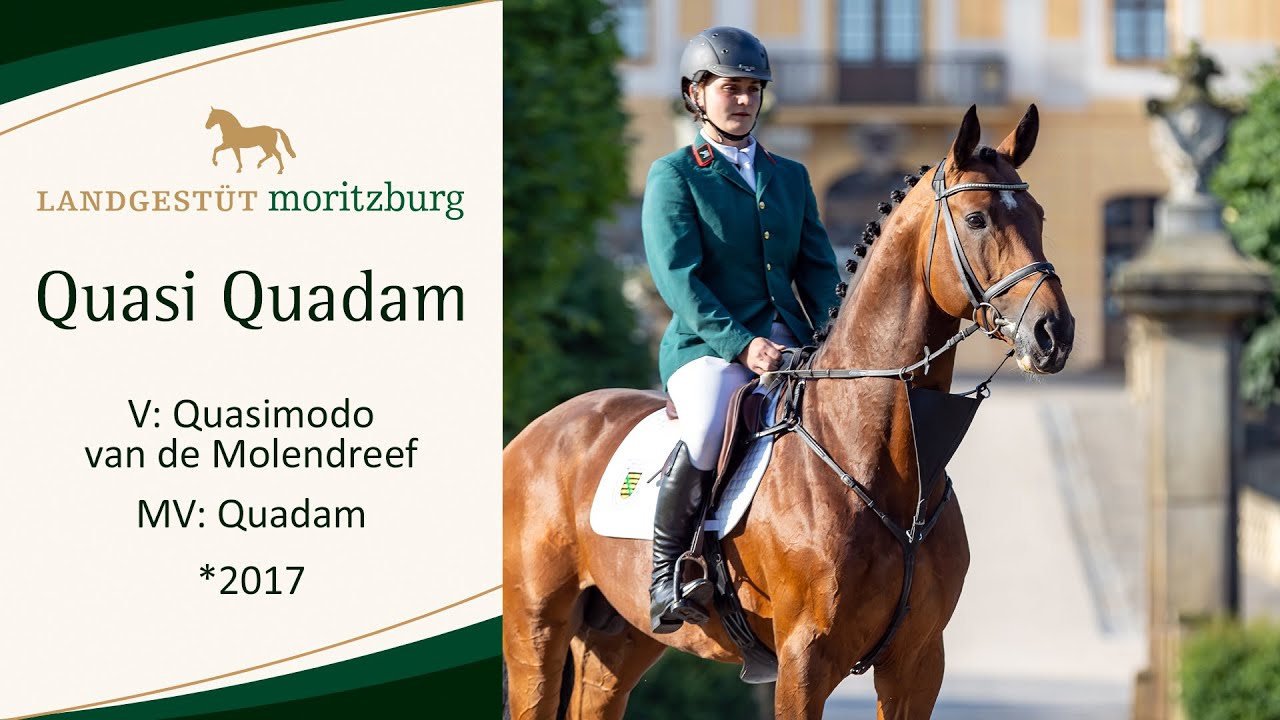 QUASI QUADAM v. Quasimodo van de Molendreef - Quadam