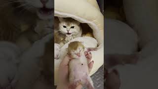 Cuteness Overload: Mama Cat Cuddles Her Newborn Kittens