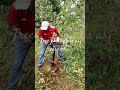 Plant A Fruit Tree As The Rains Continue Contact Us For Details 