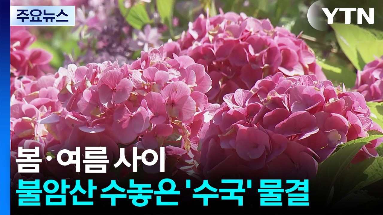 봄·여름 사이 불암산 수놓은 '수국' 물결 / YTN - YouTube