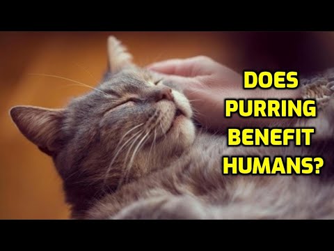 Video: Healing Power of a Cat's Purr