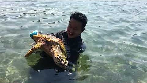 Đi câu bắt gặp Rùa Biển quý hiếm trong sách đỏ bơi vào bờ . ( con đồi mồi )