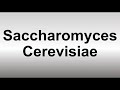 How to Pronounce Saccharomyces Cerevisiae