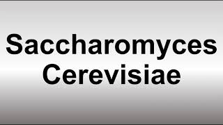 How to Pronounce Saccharomyces Cerevisiae