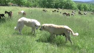 Alpes Du Sud Mieux Connaître Et Comprendre Les Chiens De Protection De Troupeaux