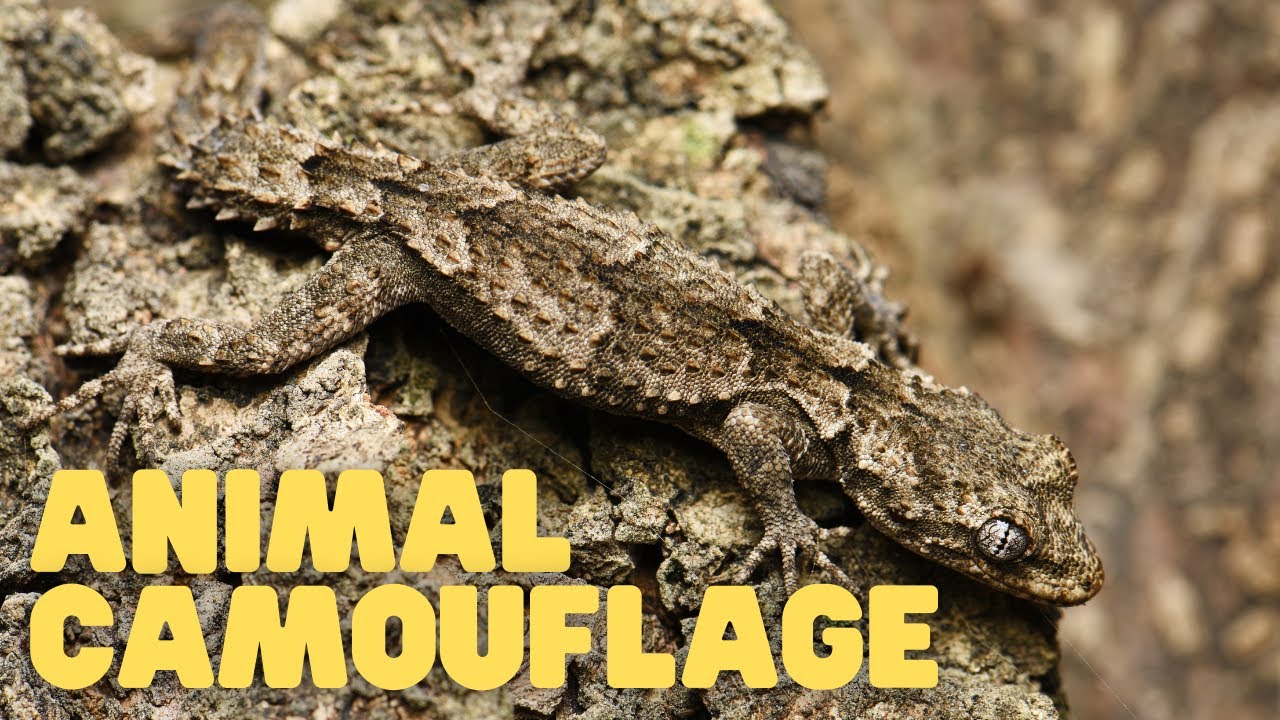 Animal Camouflage | Learn How Animals Can Blend In With Their Environments  - YouTube