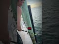 Friend Dared Him to Swim With Sharks....