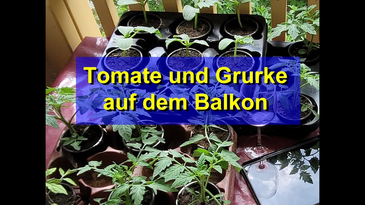 Gemüsepflanzen auf dem Balkon YouTube