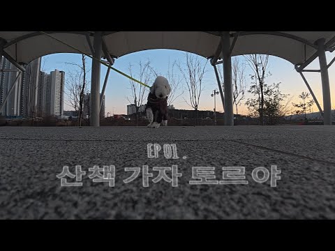EP.02 산책 가자 토르야 | 퇴근 후 산책 | 유튜브를 시작하게 된 계기 | vlog | 산책로그