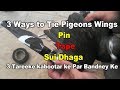 3 Ways To Tie Pigeons Wings Tape,Pin & Sui Dhaga Requested Video..