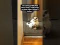 My cat when🐱🇬🇧 I got back from my trip#funnyanimals #petvideos #cat #catsoft #fyp #usa #longervideos