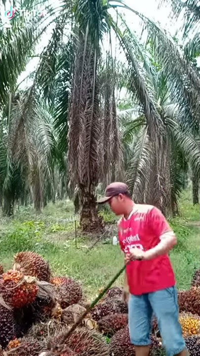 Sek pentek entok duit #wongkerjo #golekduit