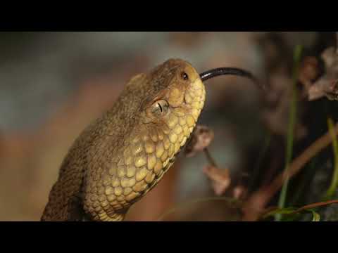 Timber Rattlesnake