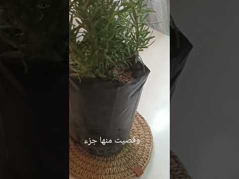 طريقتي في استخدام الروزماري وهي اقوى نبتة لوقف تساقط الشعر اكليل الجبل روزماري وصفات