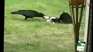 Crow Adopts Kitten As Best Friend (Original)