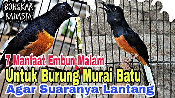 MANFAAT EMBUN MALAM UNTUK MURAI BATU | AGAR SUARANYA LANTANG