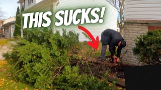 REMOVING 5 SHRUBS FOR $600 | TOOK WAY TOO LONG.