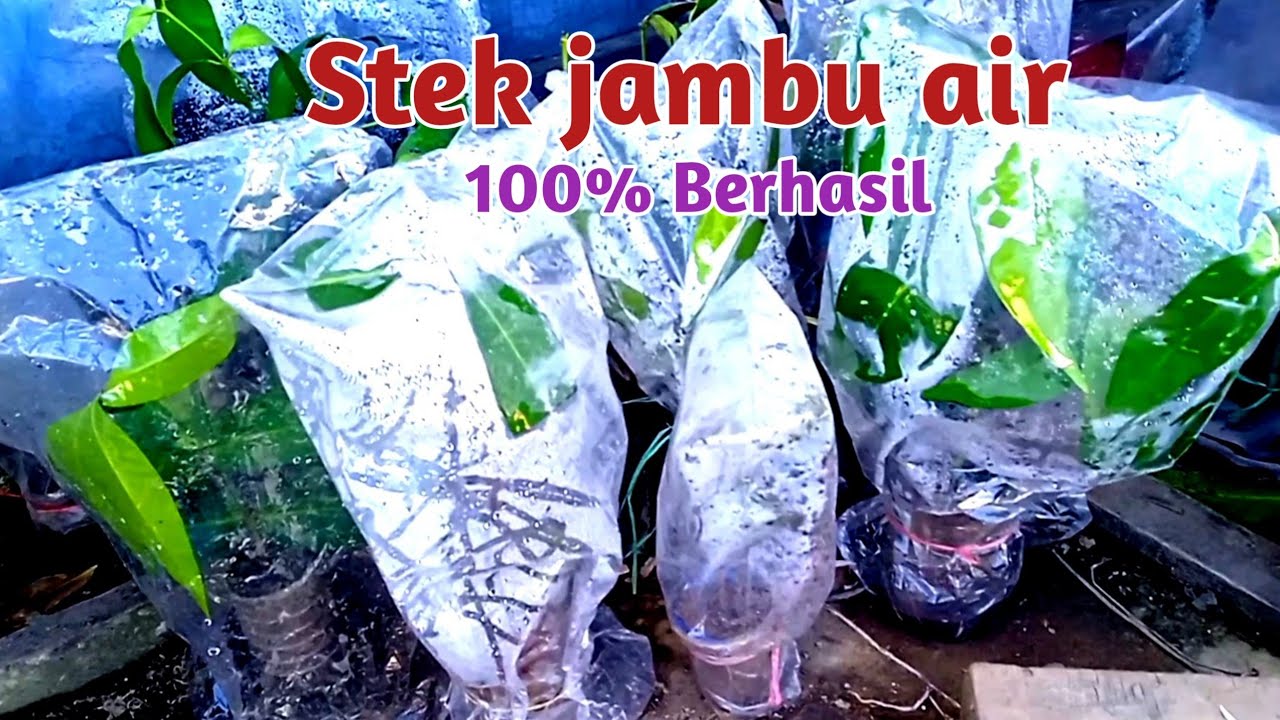 Saatnya yg tepat buka sungkup stek jambu air 100%berhasil
