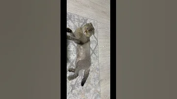 مافيش حد جاب سيرة وجع الظهر Catlover الحياه Cat اكسبلور 