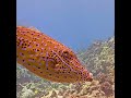 Fish of the Day Scrawled Filefish | MEGA Lab Cam | Hawaii live stream