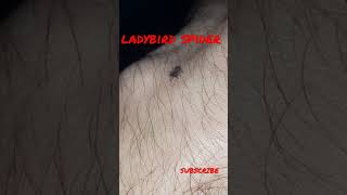 Ladybird Spider