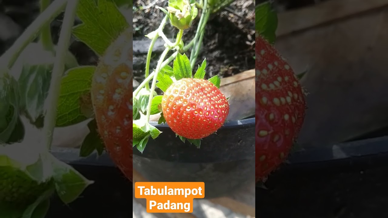 Stroberi ku sudah memerah gaes, Tabulampot Padang 