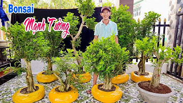 Mạnh Tường 28/3 chào bán cây Nguyệt Quế lá xoắn hoa chùm, thuần chậu sống khỏe