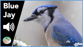 Blue Jay - Sounds screenshot 3