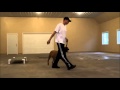 Gracie - Dog Training Boot Camp Video Minneapolis Gracie - Dog Training Boot Camp Video Minneapolis