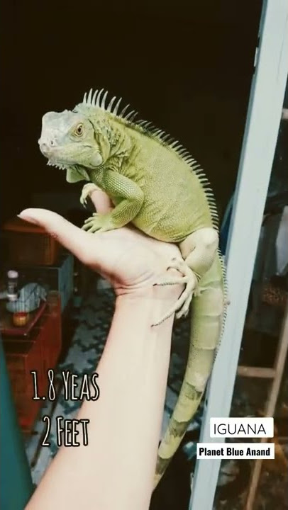 Iguana 🦎 Growth Step by step.