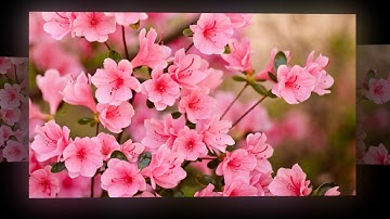 Xuân đã về beat đàn Tranh