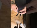 Workpro Knife Ultimate Tool for DIY + Box Cutter