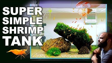 How To Make Your First Shrimp Tank (EASY STEP BY STEP NEOCARIDINA TUTORIAL)