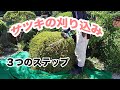 【電動バリカン】サツキの綺麗な刈り込み剪定を３ステップで解説します！【マキタMUH3652】