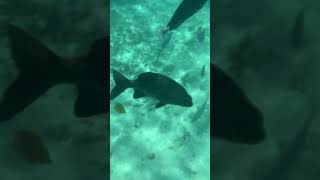 Okyun İçi Deep Ocean