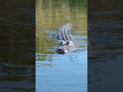 Aligator In Miami Aligator Miami