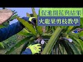 正確剪枝火龍果 龙珠果 促進它開花結果 阿星種植 正確剪枝火龍果 龙珠果 促進它開花結果 阿星種植