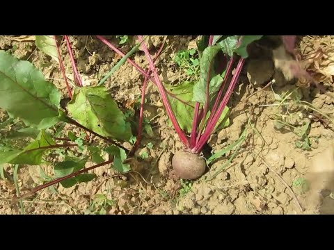 Video: Raccolta delle barbabietole: come e quando raccogliere le barbabietole