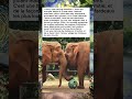DEUX ÉLÉPHANTS HANDICAPÉS DEVIENNENT MEILLEURS AMIS DANS UN SANCTUAIRE🥹