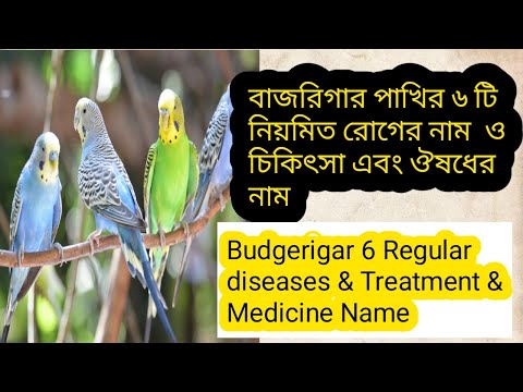 ভিডিও: বুজারিগারের সবচেয়ে সাধারণ রোগ