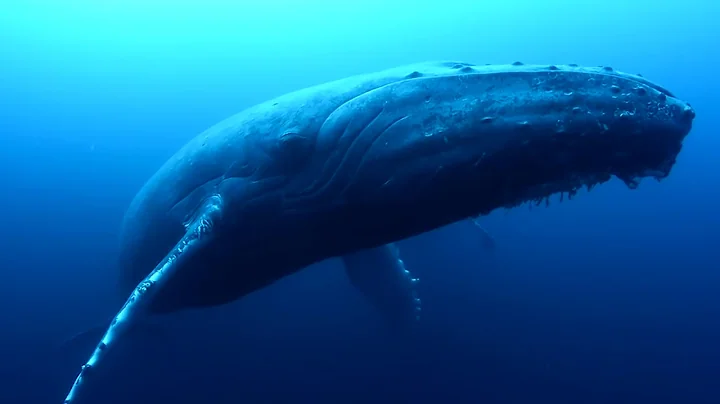 opera whales