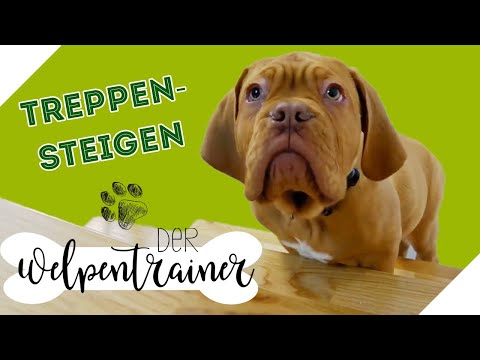 Video: Sich um einen Deutschen Schäferhund kümmern – wikiHow