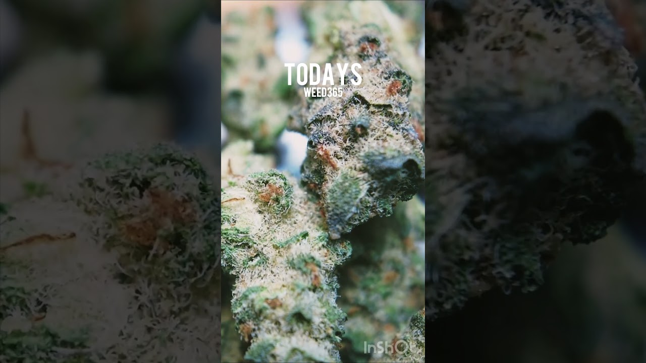 🌱Welcome to "todaysweed365"! Our daily vertical video series showcases beautiful cannabis flowers.