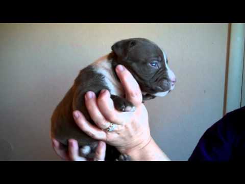 baylee's puppies at 3 1/2 weeks 2.5.11