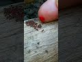 #timelapse #insects #short