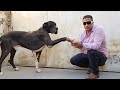 Great dane dog kennel / مزرعة لبيع كلاب جريت دان الاصلية بمصر