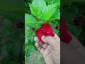 Happy raksha bandhan to all with this rakhi shaped hibiscus bloom