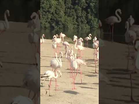 Flamingos  at Ras al khor @dubai underrated must visit @birdlife8583 @Dubaitour @flamingo